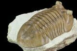 Inflated Asaphus Cornutus Trilobite - Russia #99244-4